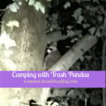 Camping with Trash Pandas