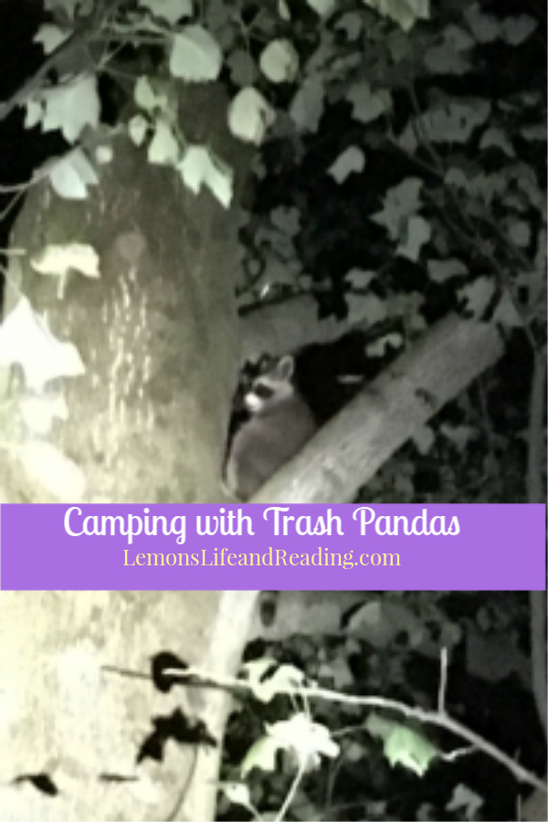 Camping with Trash Pandas