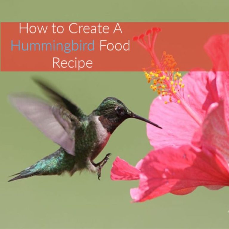 How to Create a Hummingbird Food Recipe