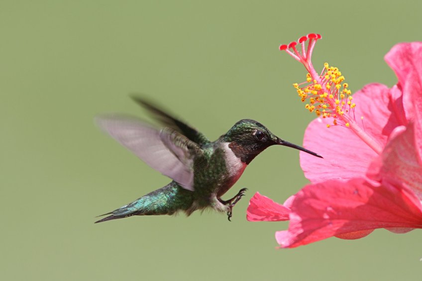 The Best Hummingbird Recipe