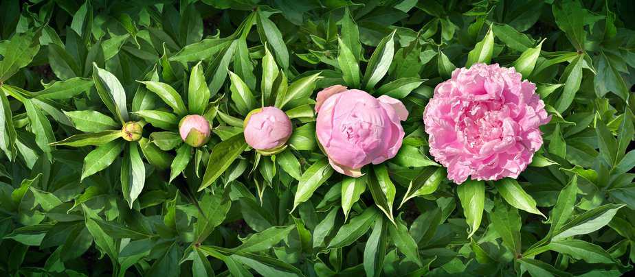 How to Care for Peonies in the Spring